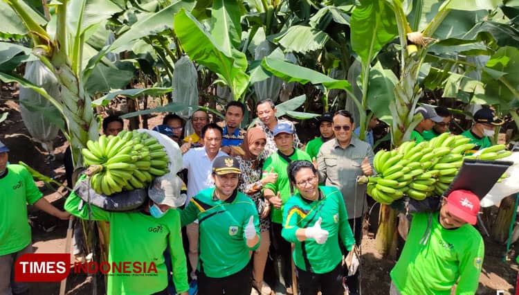 Panen Perdana, Nilai Ekonomi Menjanjikan dari Pisang Cavendish Bondowoso