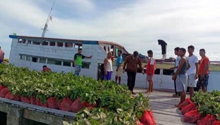 Dinas Pertanian Malut Salurkan Ribuan Bibit Pohon Pala ke Halmahera Selatan