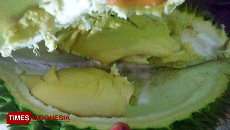 Musim Panen Durian di Pacitan, Pedagang Bisa Untung Jutaan Rupiah