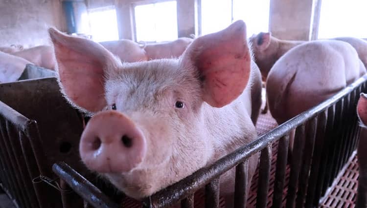 Harga Babi di Morotai Jelang Nataru Melonjak Tajam, Warga Nasrani Tak Mampu Disarankan Beli Ayam