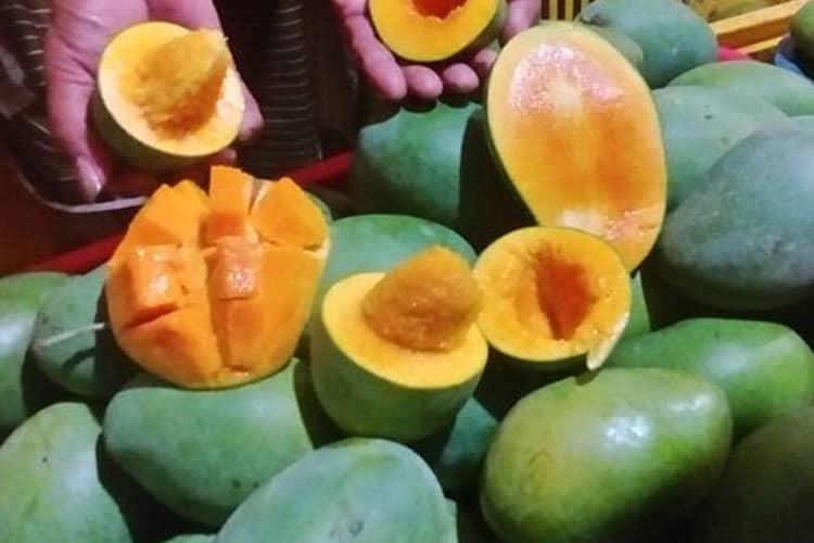 Bukan Probolinggo, Ternyata Ini Daerah Penghasil Mangga Terbanyak di Jawa Timur