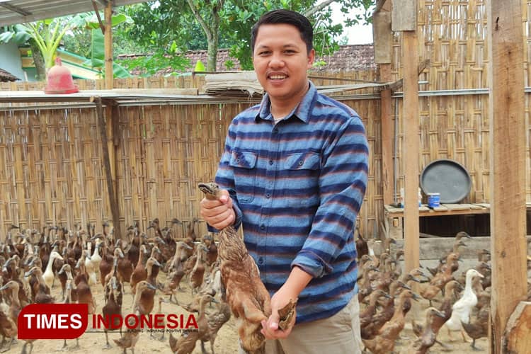 Dosen di Ngawi Sukses Ternak Bebek Pedaging, Omzetnya Belasan Juta