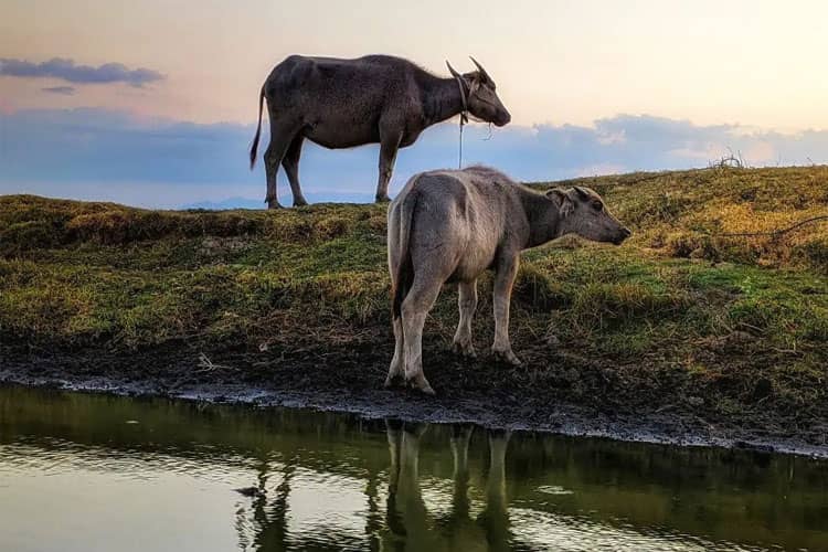 Hai Traveller, Ada Wisata Kampung Kerbau di Savana Rumput Rawa Payau Situbondo, Sejuk dan Nyaman Lo!