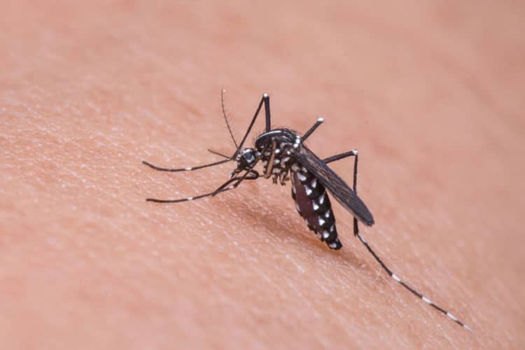 Demam Berdarah Dengue pada Anak: Penyebab, Gejala, Pengobatan, dan Pencegahan