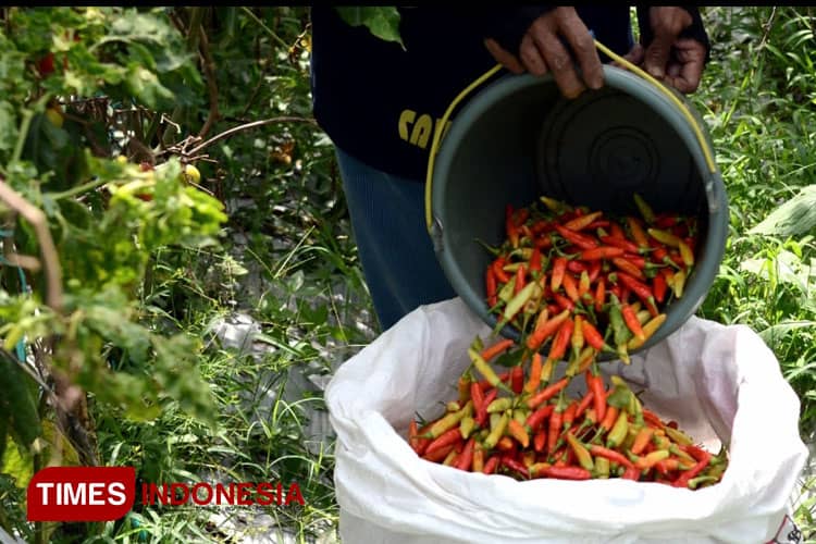 Harga Cabai di Probolinggo Meroket, Tembus Rp 70 Ribu per Kilogram