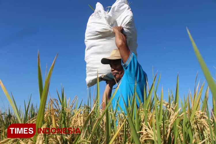 Panen Padi Nusantara Kediri, Biaya dan Hasil Produksi Didorong Makin Seimbang