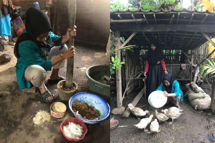 Mahasiswa Unisma Malang Kembangkan Ternak Entok dari Batang Pisang sebagai Pakan Alternatif