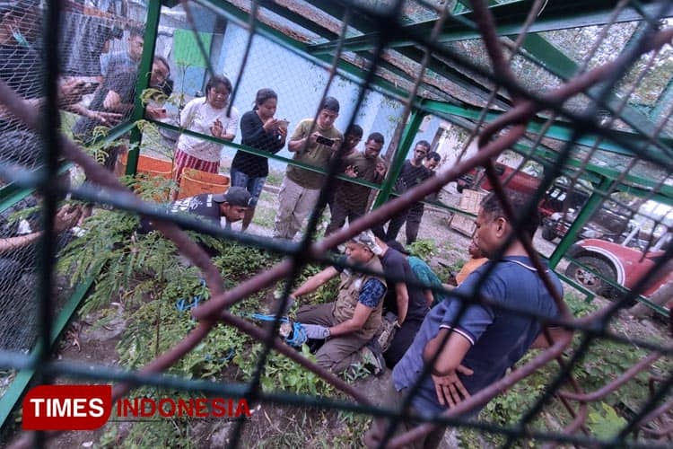 BBKSDA NTT Sosialisasi Penanganan Satwa Liar Buaya Muara di Sumba Timur