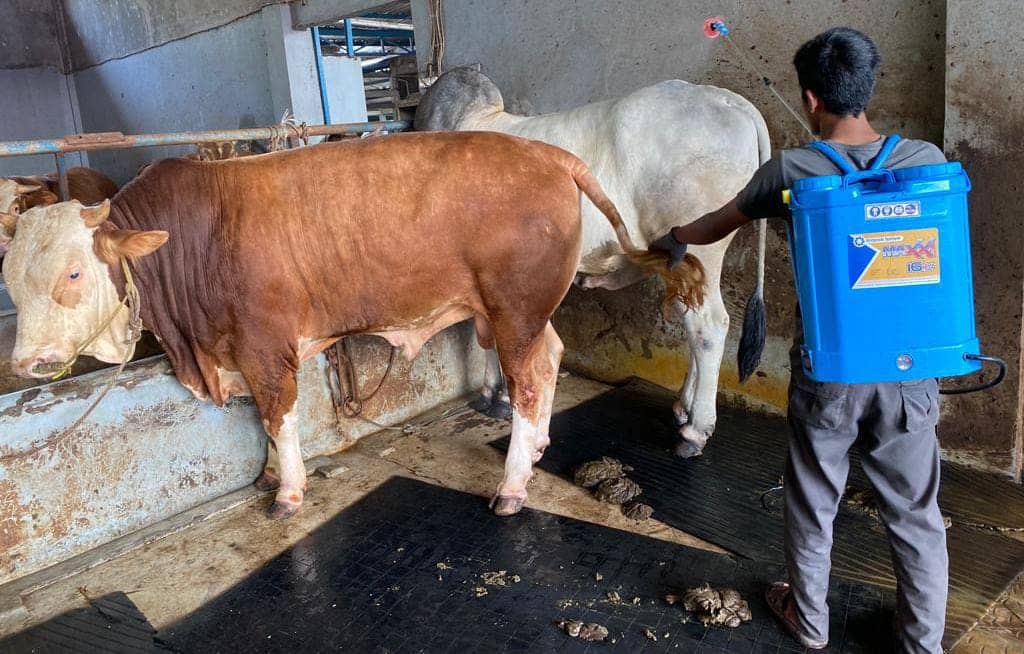 Waspadai Penyakit Lumpy Skin Disease pada Sapi, Begini Cara Pencegahan dan Pengobatannya