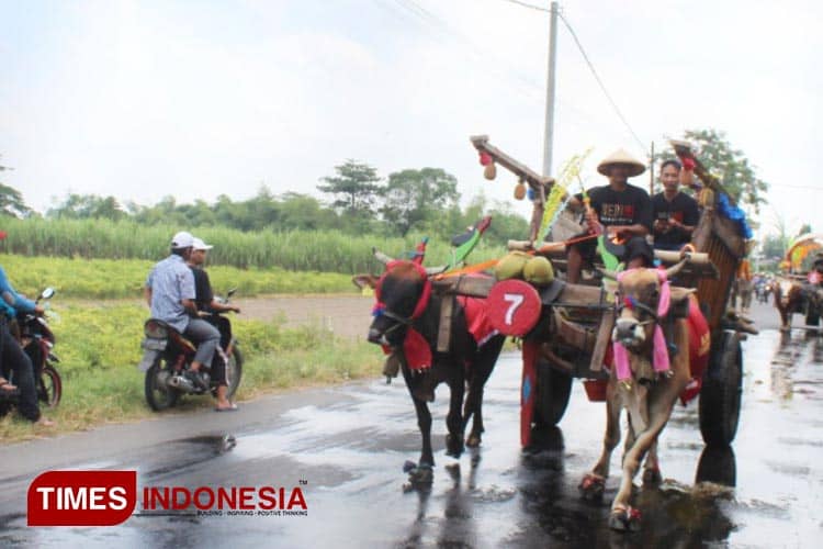 Merawat Eksistensi Bajingan dan Cikar, Melestarikan Warisan Budaya Nenek Moyang
