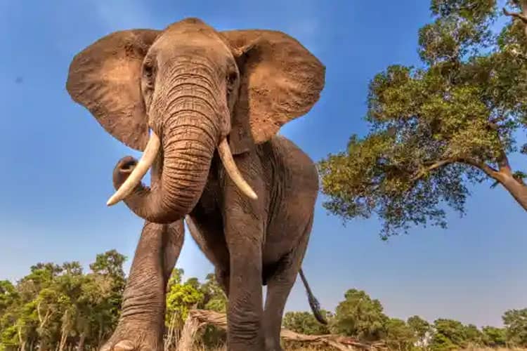 Gajah Menyerang Manusia Terulang Lagi, Kali Ini Korbannya Meninggal Dunia