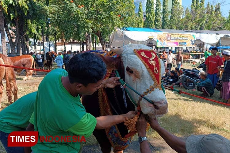 Kontes Ternak Sapi dan Domba untuk Tingkatkan Kualitas dan Potensi Ternak Lokal