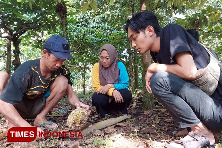 Nikmatnya Belah Duren Legit Langsung di Kebun Masyarakat Songgon