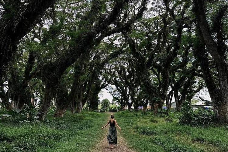 De Djawatan, Fangorn Forest Ala Banyuwangi