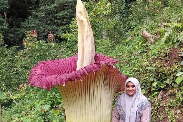 Bunga Bangkai 2,5 Meter Mekar Sempurna di Sumatera Barat