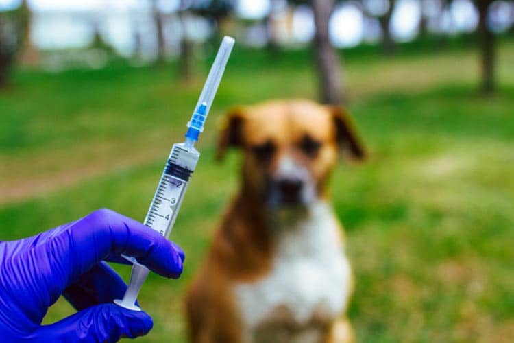 Penyakit Rabies: Gejala, Penanganan, dan Pencegahannya