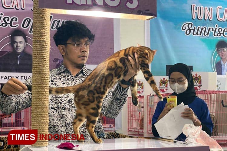 Yuk Intip Keseruan Ratusan Kucing Sultan Ikut Fun Cat Show di Banyuwangi