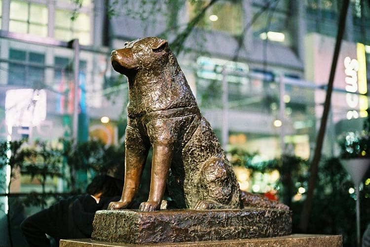 Mengenal Hachiko, Anjing Paling Setia yang Kini jadi Landmark Stasiun Shibuya