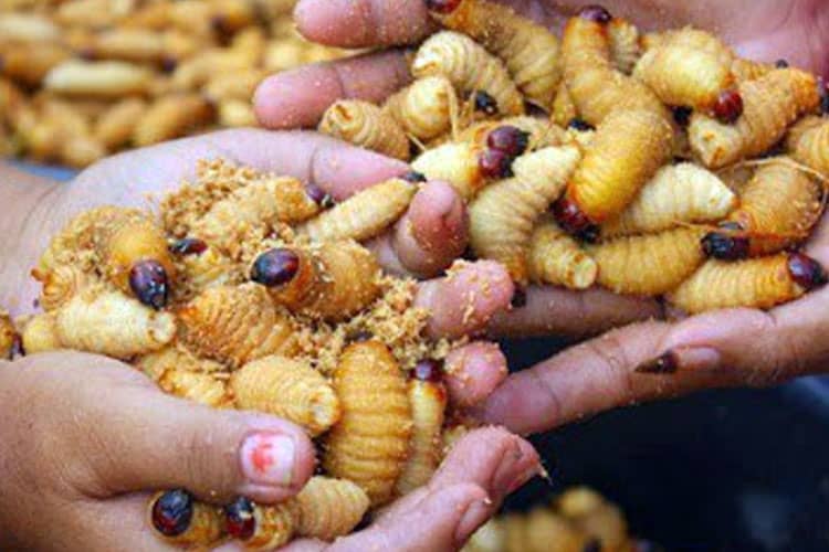 Exploring Extreme Cuisine in Indonesia: From West to East
