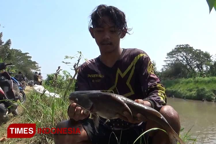 Pladu, Warga Tulungagung Seru-seruan Berburu Ikan Mabuk Saat Pengurasan Dam Pacar