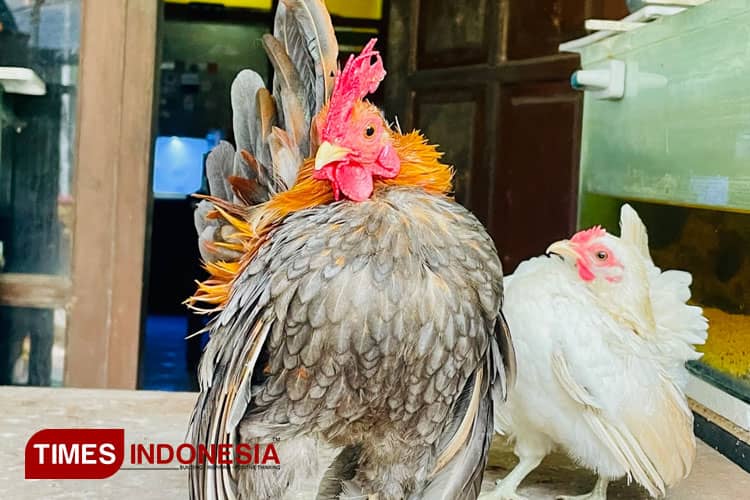 Budidaya Ayam ‘Sombong’, Harganya Bikin Bengong
