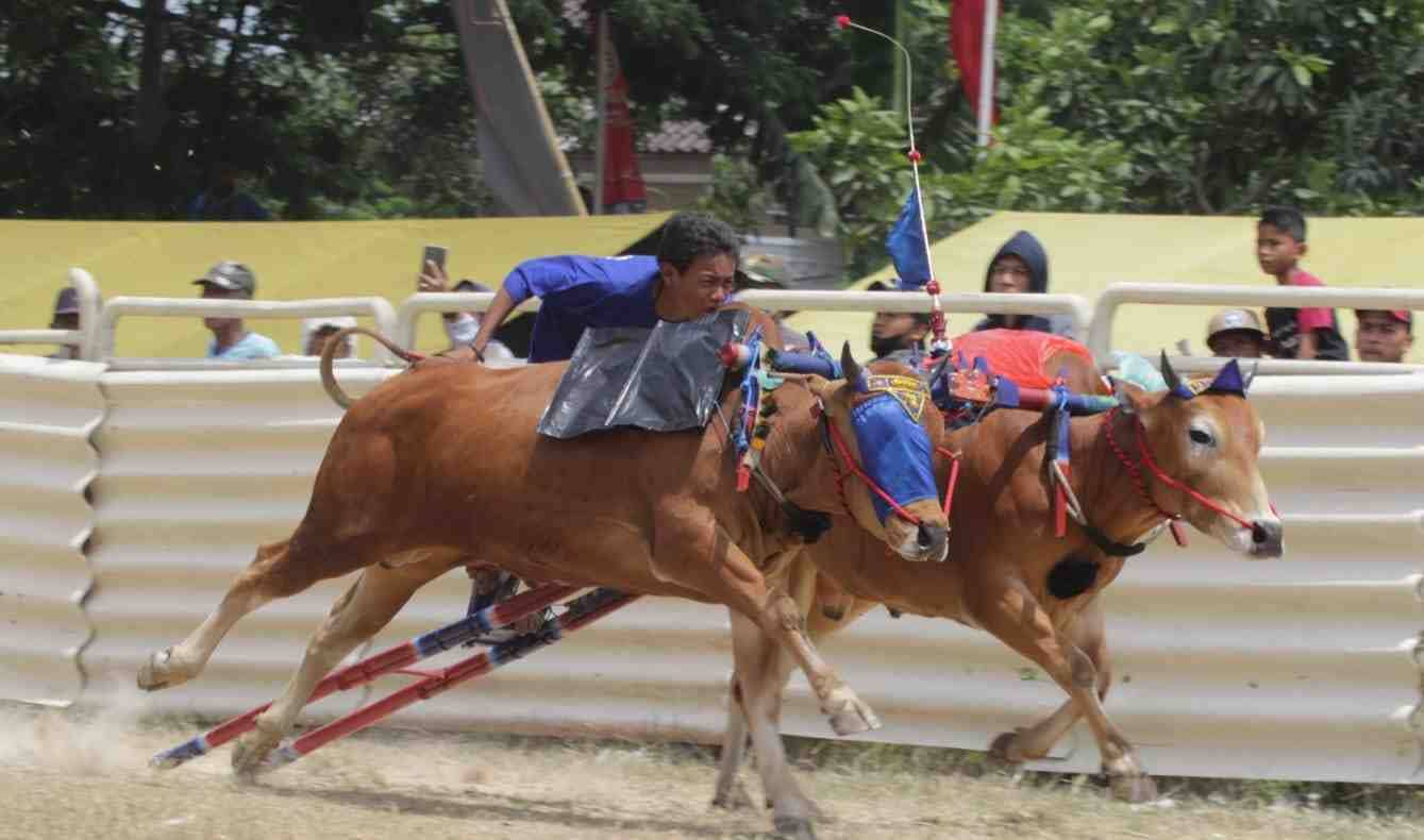 Karapan Sapi: Preserving Madurese Cultural Heritage Through Bull Racing