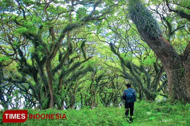 Mengintip Keindahan De Djawatan Banyuwangi, Destinasi Dengan Pesona Ala Film The Lord of The Rings