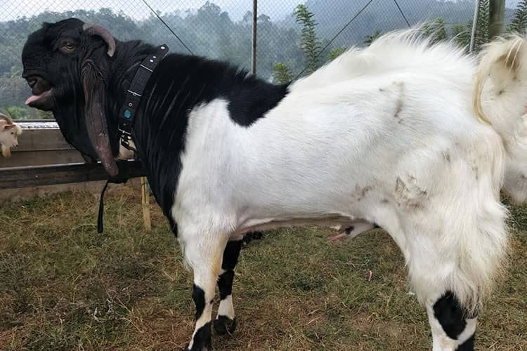 Geliat Peternak Kambing PE Ngawi, Naikkan Kelas Lewat Kontes