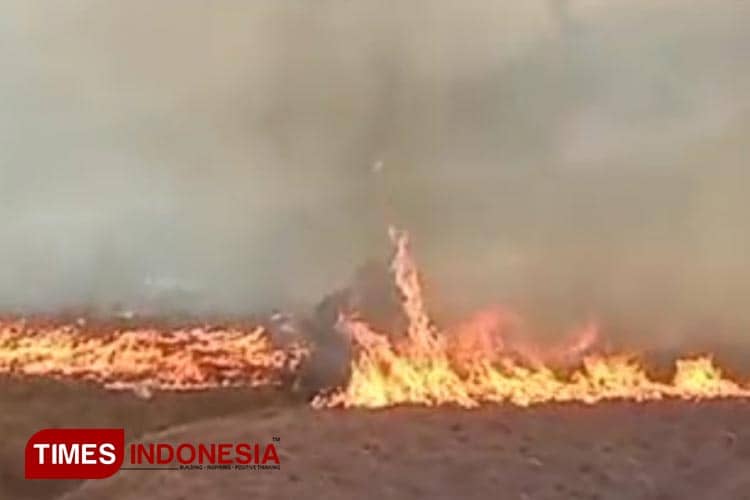 Ada Tornado Api di Kebakaran Savana Bromo, Api Mulai Menjalar ke Malang