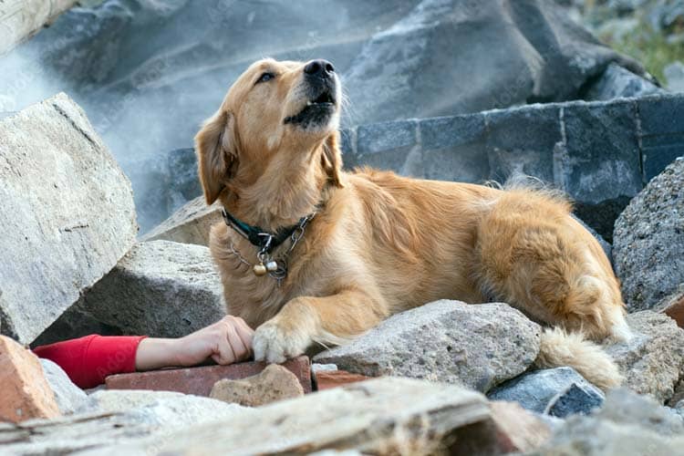 AI Bantu Ilmuwan Memahami Emosi Hewan, dari Anjing hingga Babi