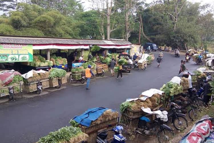 Akademisi UB Sebut Desa Kedungrejo Malang Berpotensi Jadi Desa Sejuta Sayur