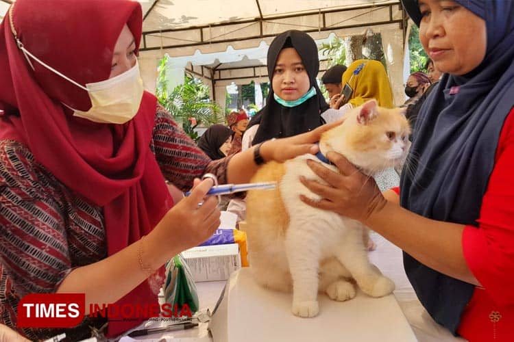 Animal Lovers Wajib Tahu! Begini Tips Jaga Kesehatan Anabul Ala Dokter Hewan Banyuwangi