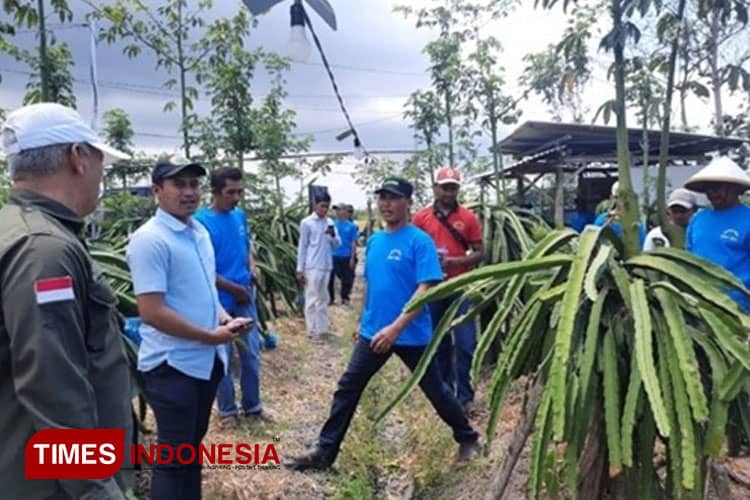 Polbangtan Malang-YDBA Tingkatkan Produktivitas Buah Naga di Banyuwangi melalui Pelatihan