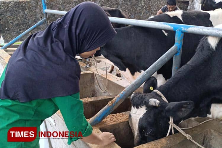 Magang MBKM di Koperasi SAE Pujon, Mahasiswa Polbangtan Malang Lakukan Ini