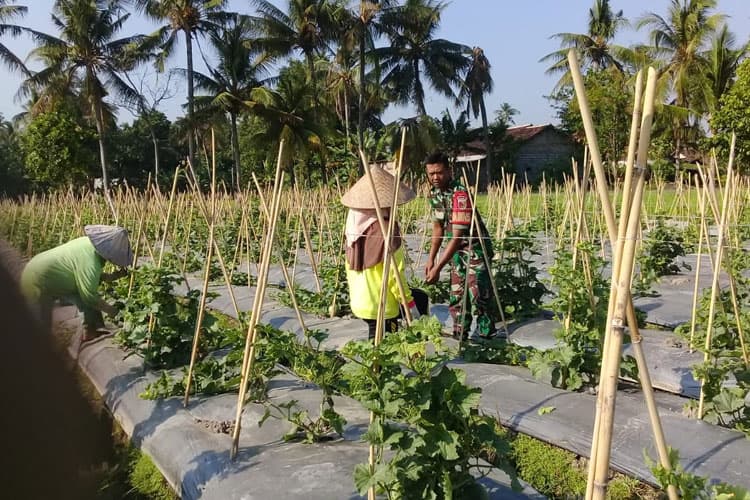 Peran Babinsa Kapongan Membantu Petani Mewujudkan Ketahanan Pangan