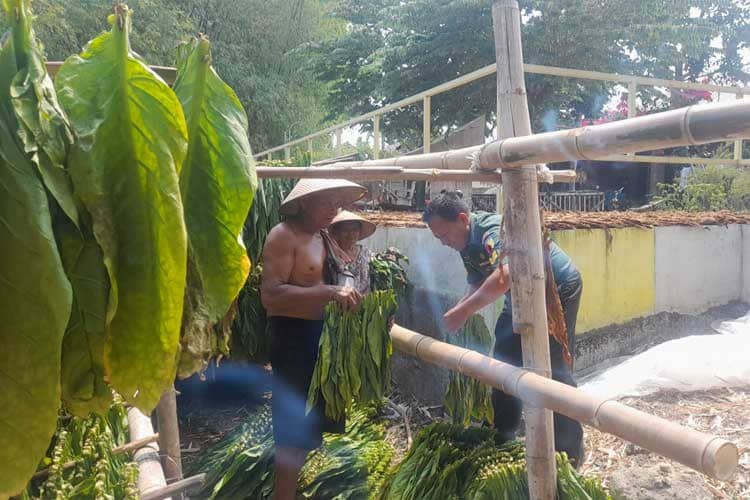 Babinsa Koramil Ploso Bantu Jemur Tembakau Petani Desa Pagertanjung