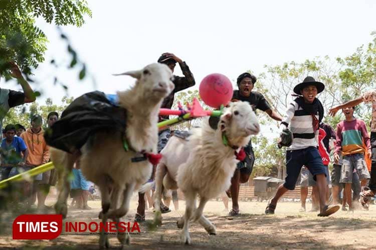 Unik dan Meriah, Karapan Kambing di Kelurahan Jrebeng Kulon Kota Probolinggo