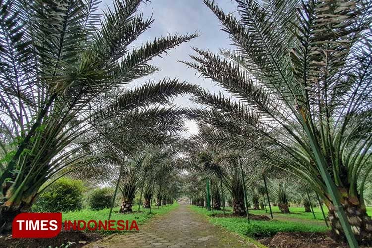 Wisata Kebun Kurma Pasuruan, Wisata Kurma Pertama di Indonesia