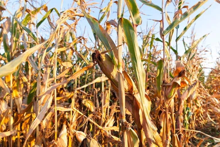 Luasnya Ladang Jagung di Iowa AS Bikin Penduduk Sering Tersesat, Ini Kisah Marvin Manske