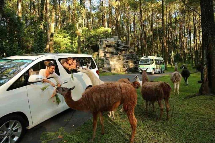 7 Wisata Kebun Binatang Terbaik, Nomor 1 Ada di Pasuruan!