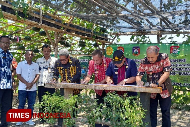 Empat Kabupaten se-Sumba Teken MoU Gerdal Hama Belalang Kembara di Sumba Timur