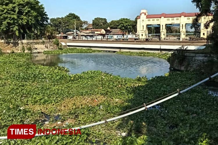 DPRD Surabaya Sarankan Langkah Taktis Atasi Eceng Gondok
