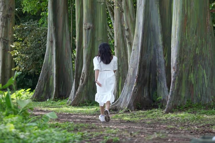 Ini Alasan Hutan Pelangi di Bondowoso Masuk dalam Geopark Dunia