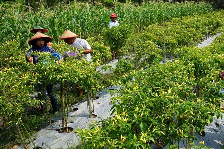 Harga Cabai Terbang Tinggi, Ibu-Ibu di Madiun Ini Tidak Terdampak