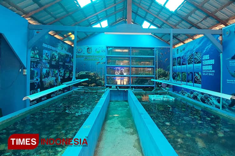 Menyelami Keeksotisan Biota Laut Selat Bali di Coral House Banyuwangi