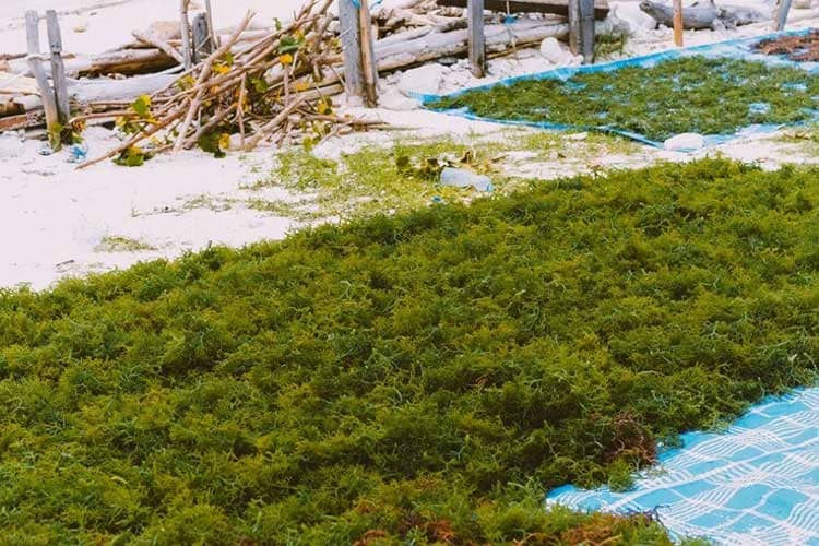 Exploring the Wonders of Seaweed: Cultivation, Types, and Environmental Benefits