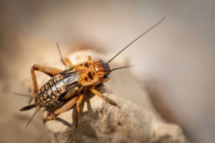 Ramai tentang Wolbachia, Dosen UNISMA Tawarkan Pengendalian dengan Suara Jangkrik