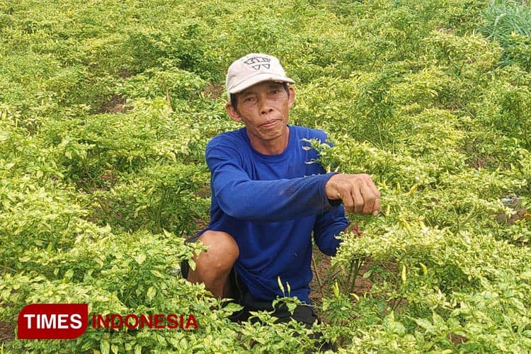 Warga Gagalkan Aksi Maling Cabai di Probolinggo