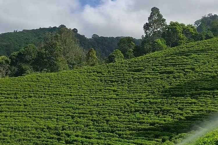 Discover the Tranquil Beauty of Sirah Kencong Tea Plantation in Blitar