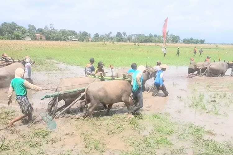 Karapan Kerbau Lumajang, Tradisi Melestarikan Budaya, Hidupkan Ekonomi